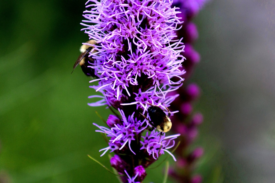 Blossom bumblebee flowers