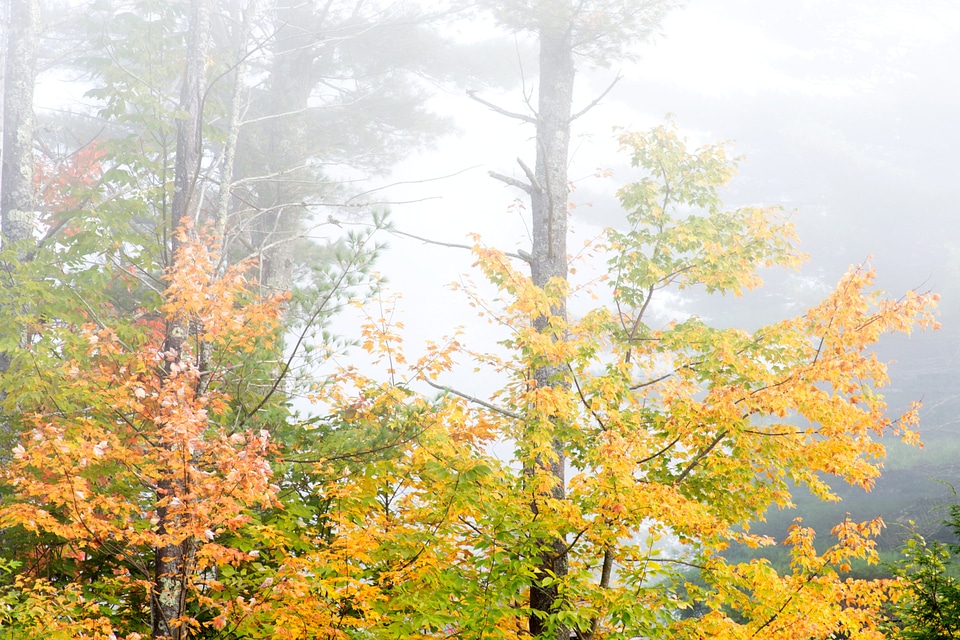 Autumn fog forest
