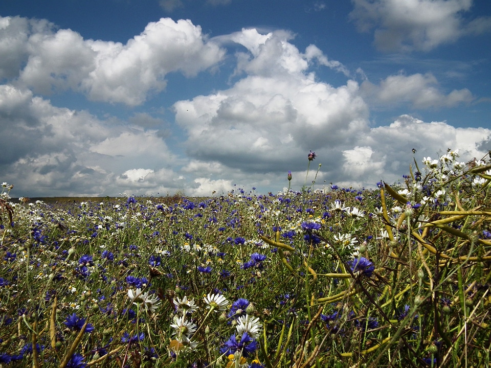 Flower meadow blue white
