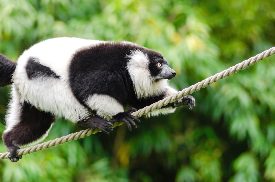 Beautiful Photo fauna lemur