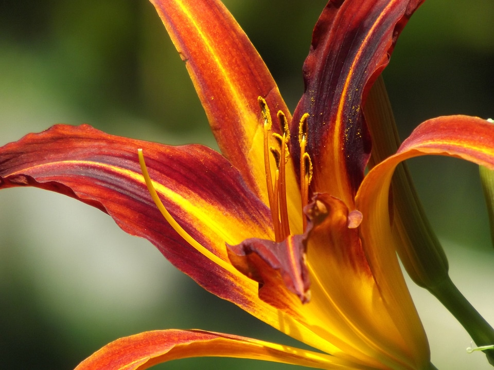 Love delicacy colorful