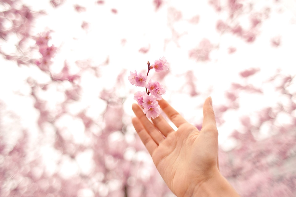 Bloom blossom branch