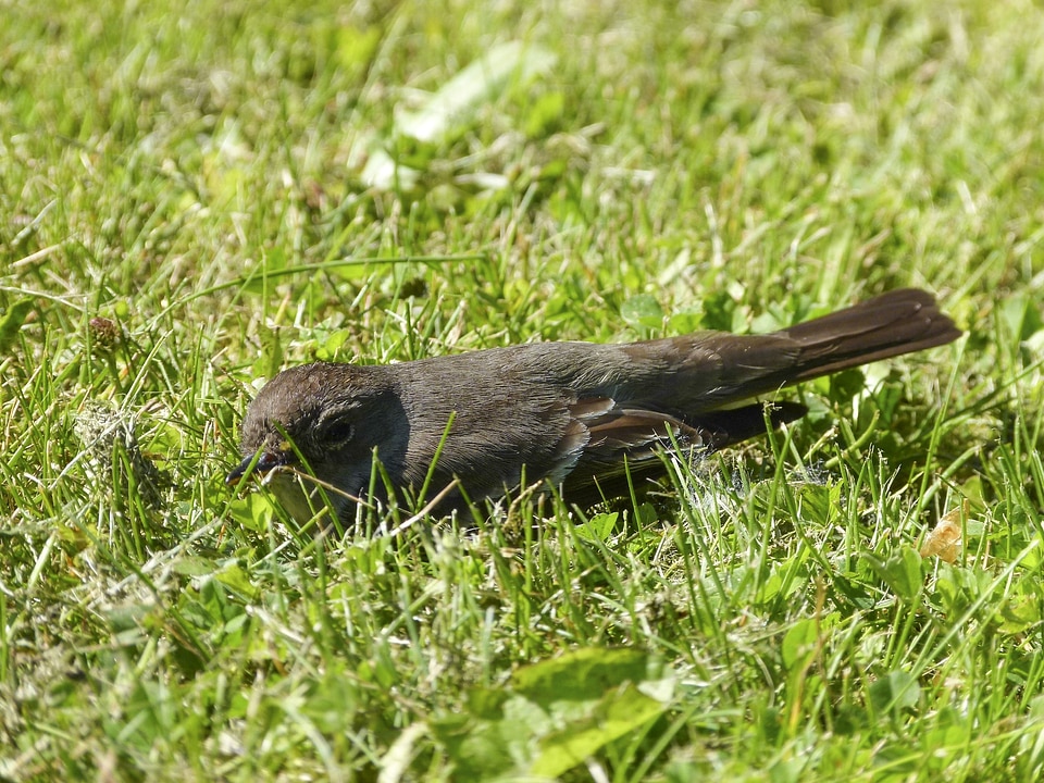 Feathered grass nature