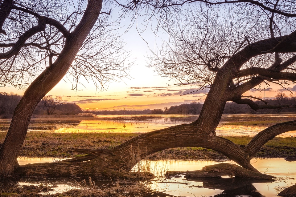 Dusk marshland marshlands