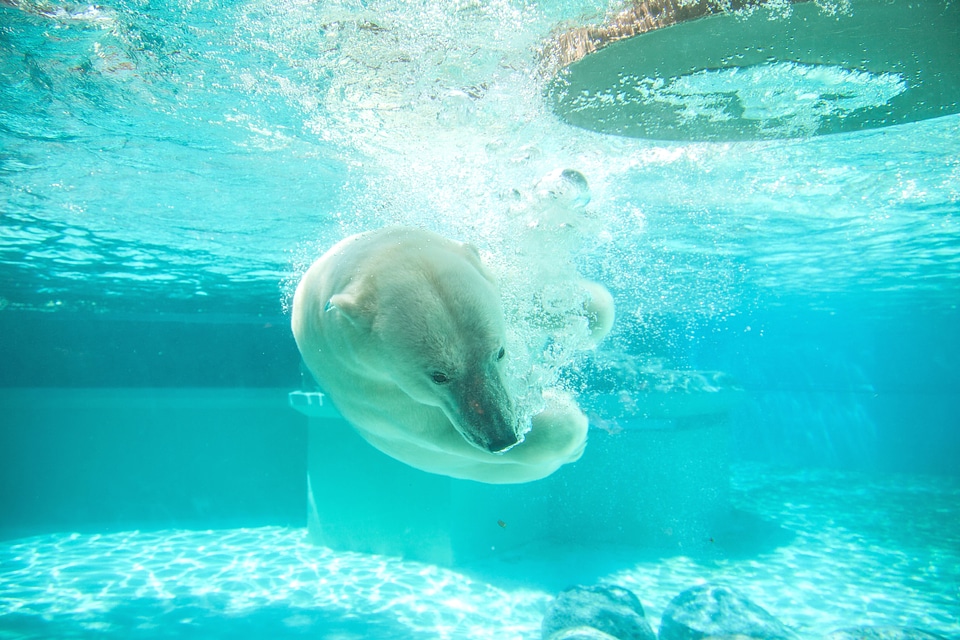 Bear underwater water