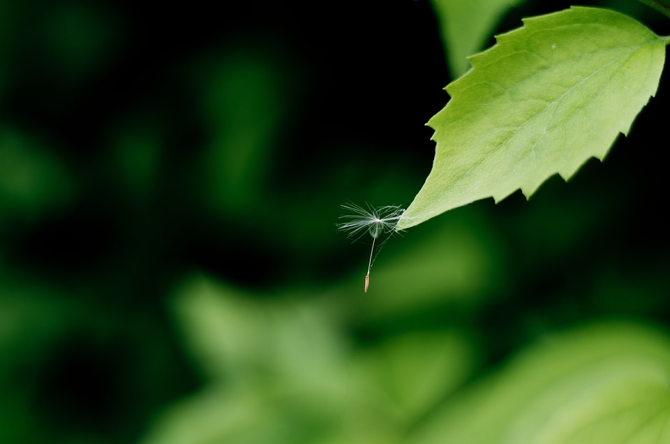 Background green tiny