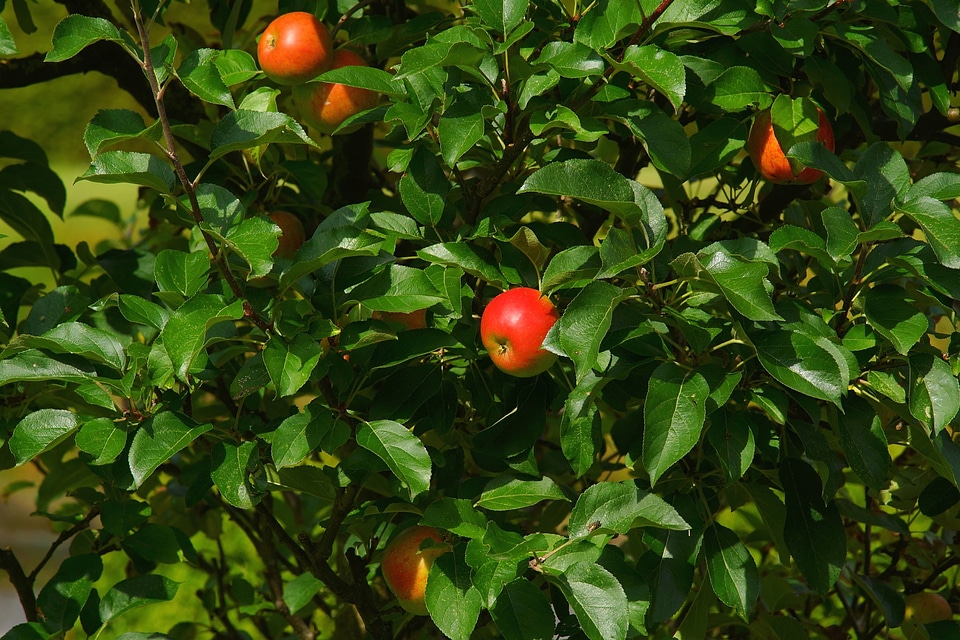 Apple delicious food