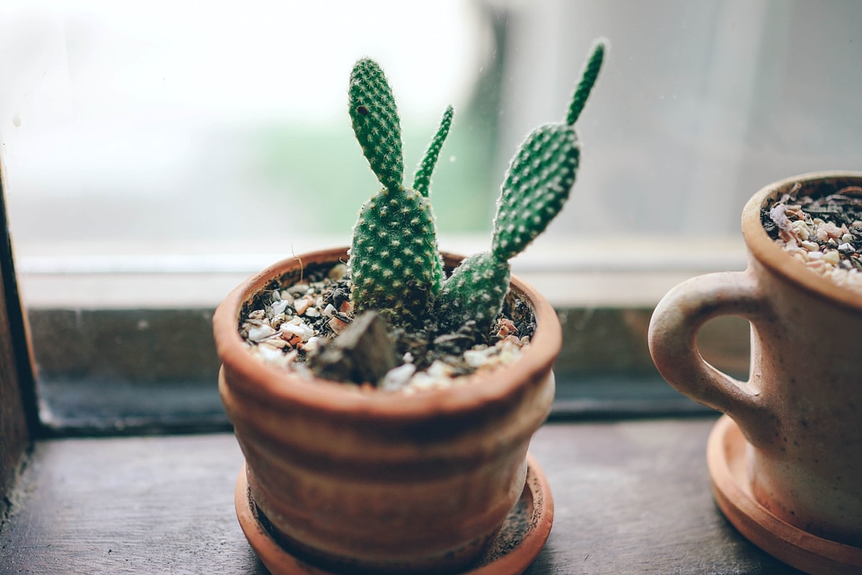 Cactus exotic fresh