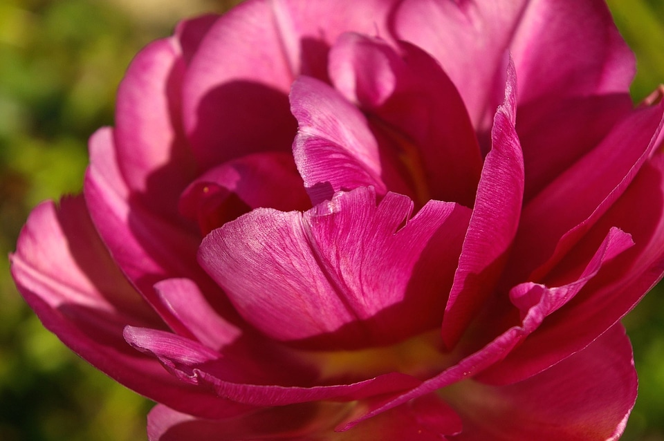 Beautiful Photo bloom blossom