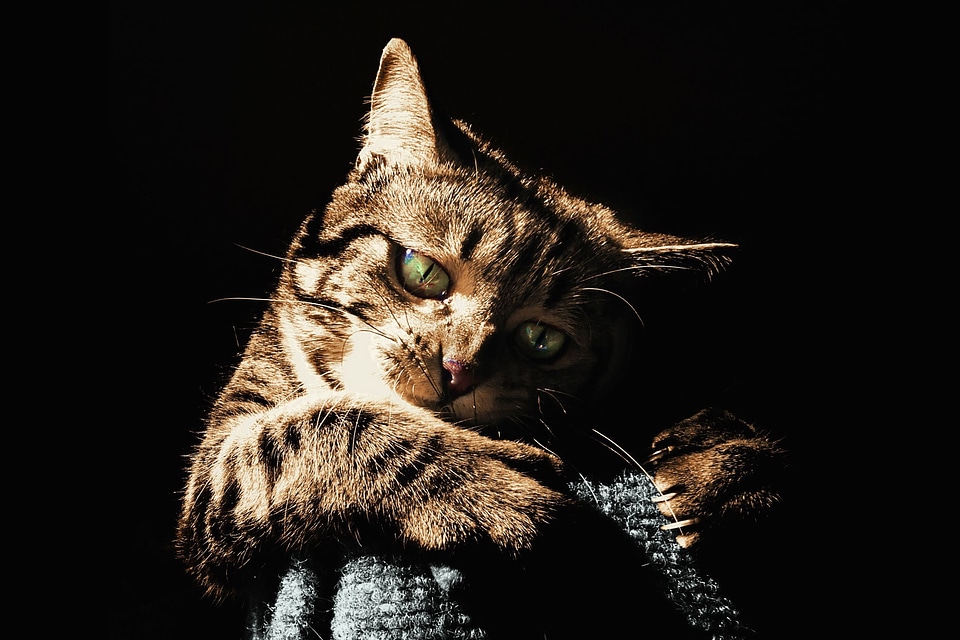 Beautiful Photo cat cute
