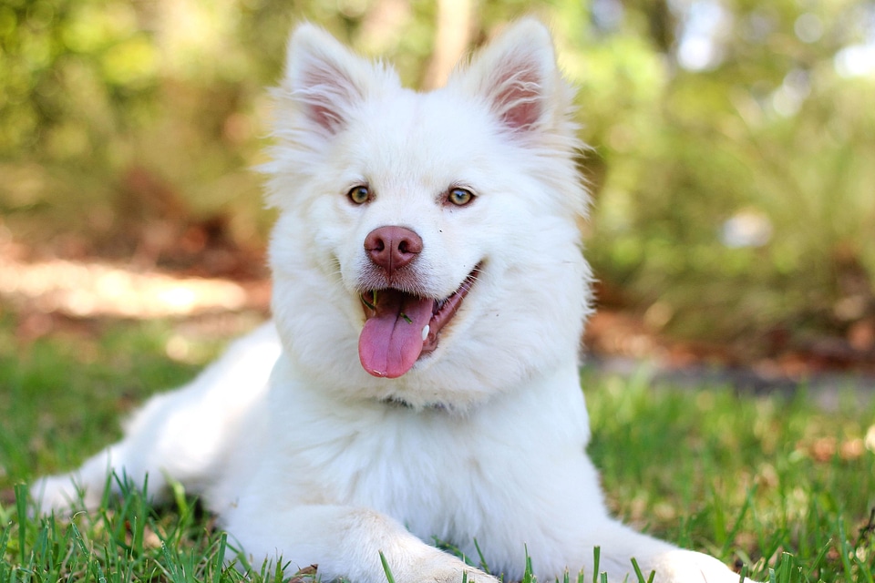 Beautiful Photo dog eyes