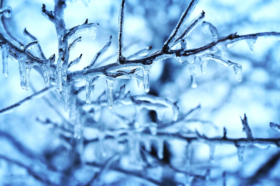 Cold dawn ice crystal