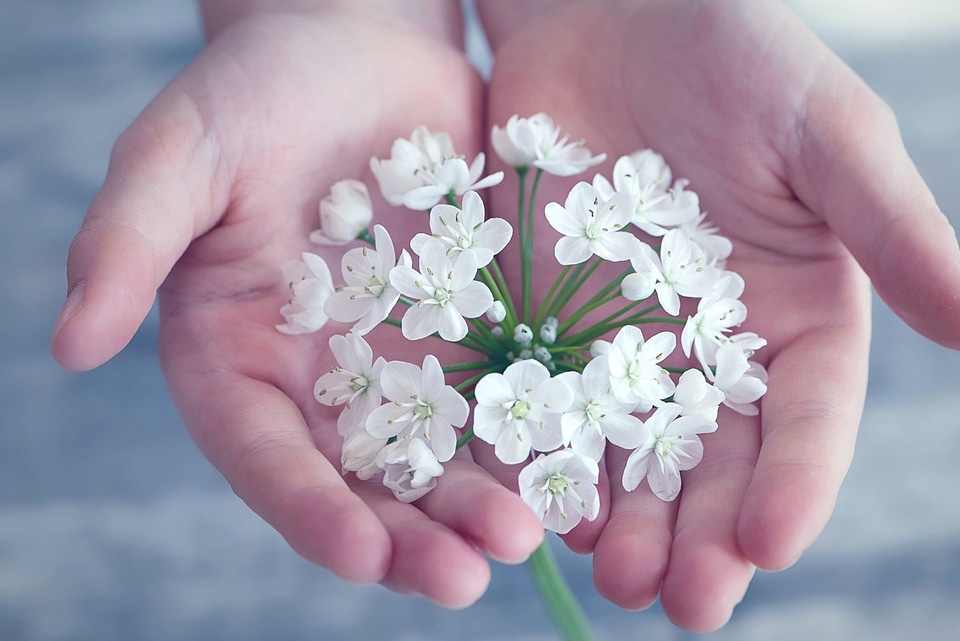 Beautiful Photo blooming flora