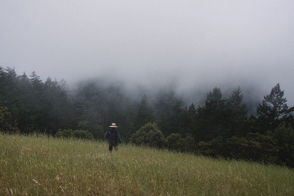 Field fog forest photo