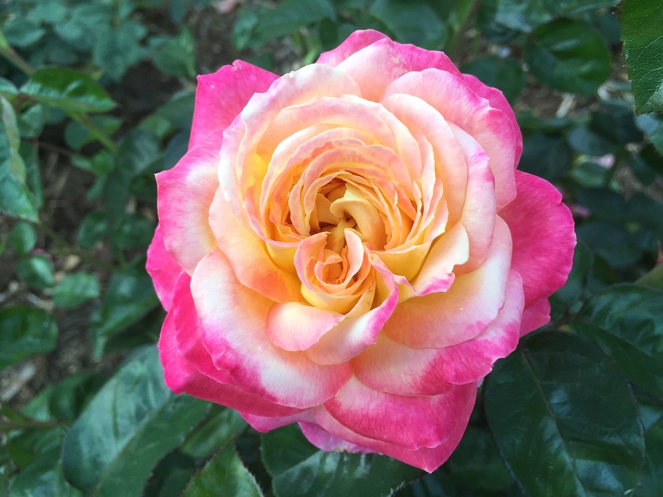 Beautiful Photo bloom blooming