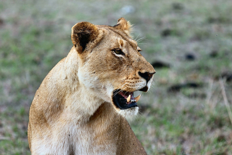Africa animal beautiful photo
