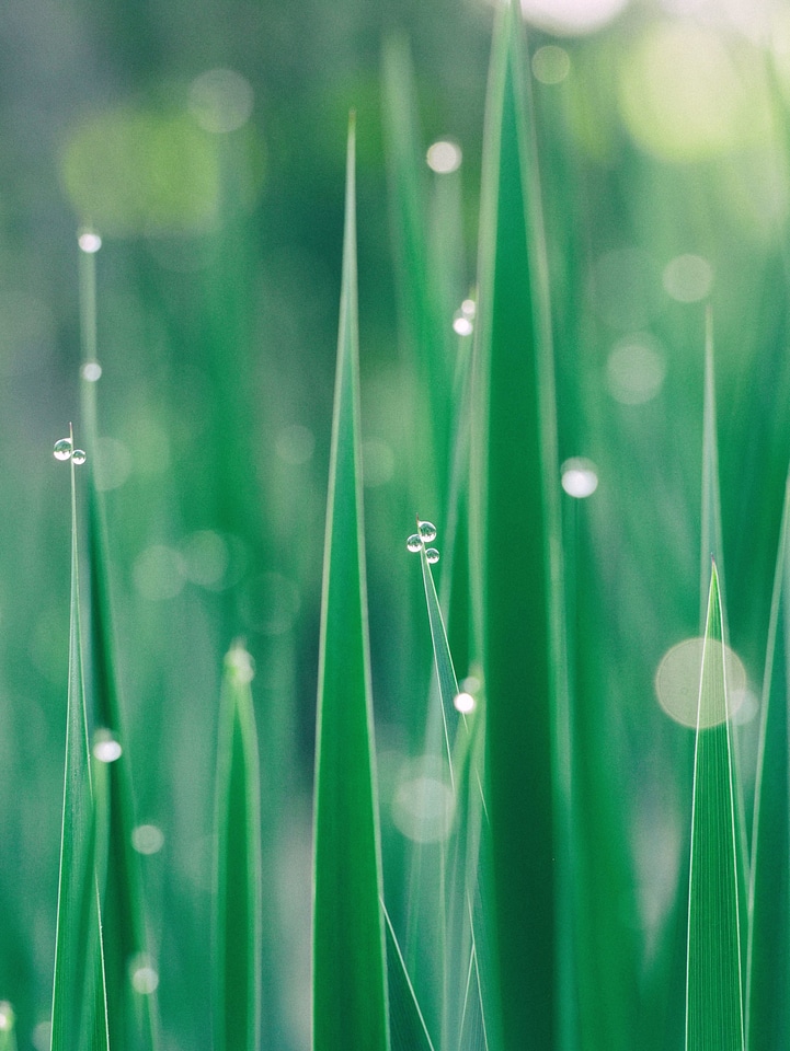 Droplet grass plants growth