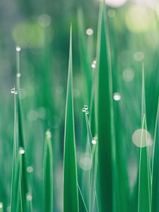 Droplet grass plants growth