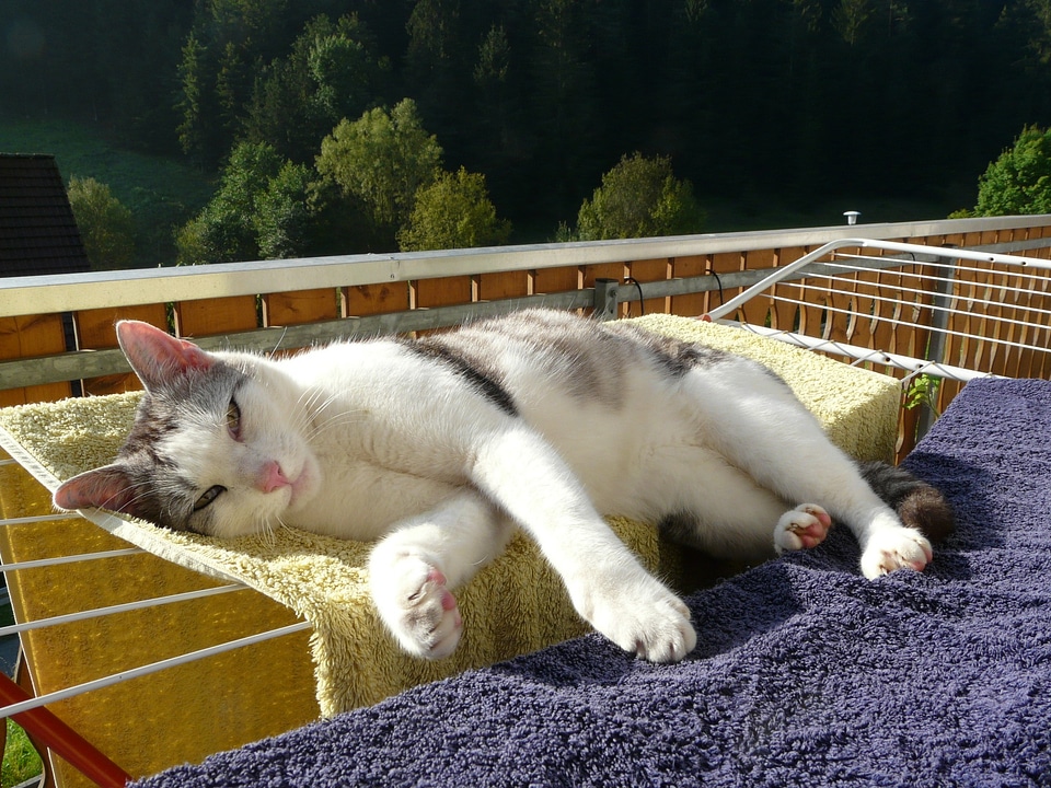 Relax animals favorite place