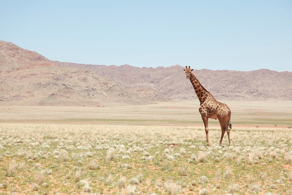 Africa giraffe grass