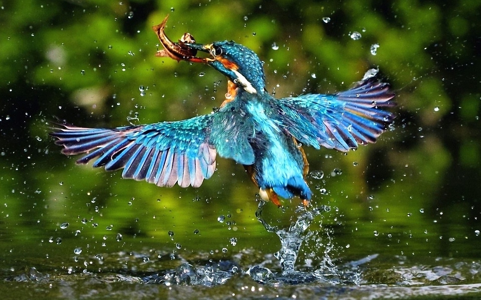 Beak beautiful beautiful image