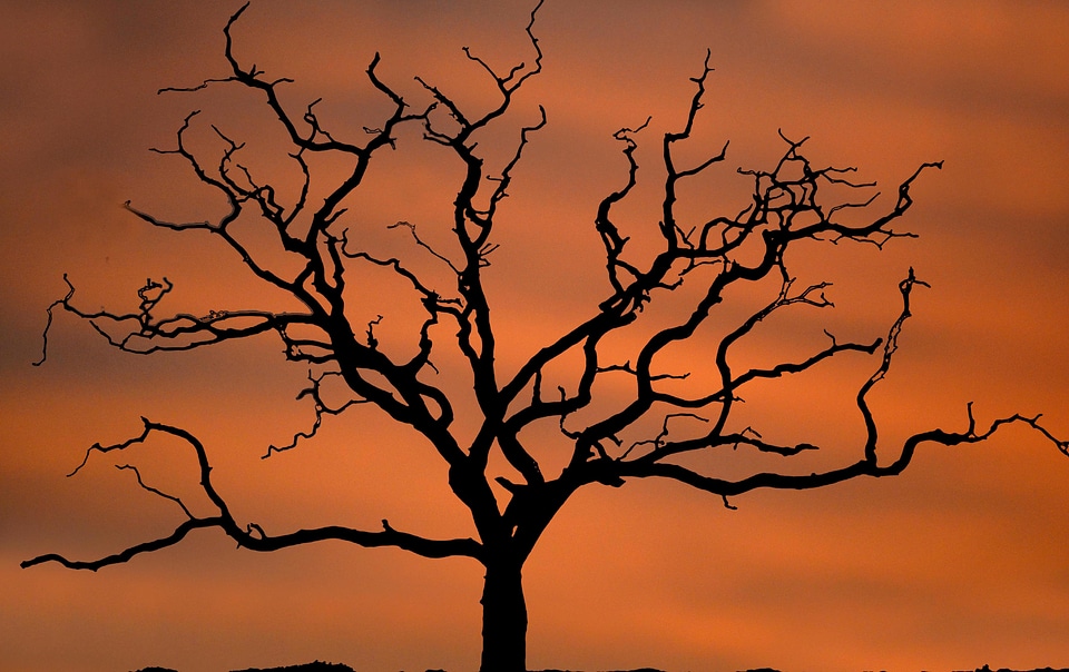 Alone autumn branches