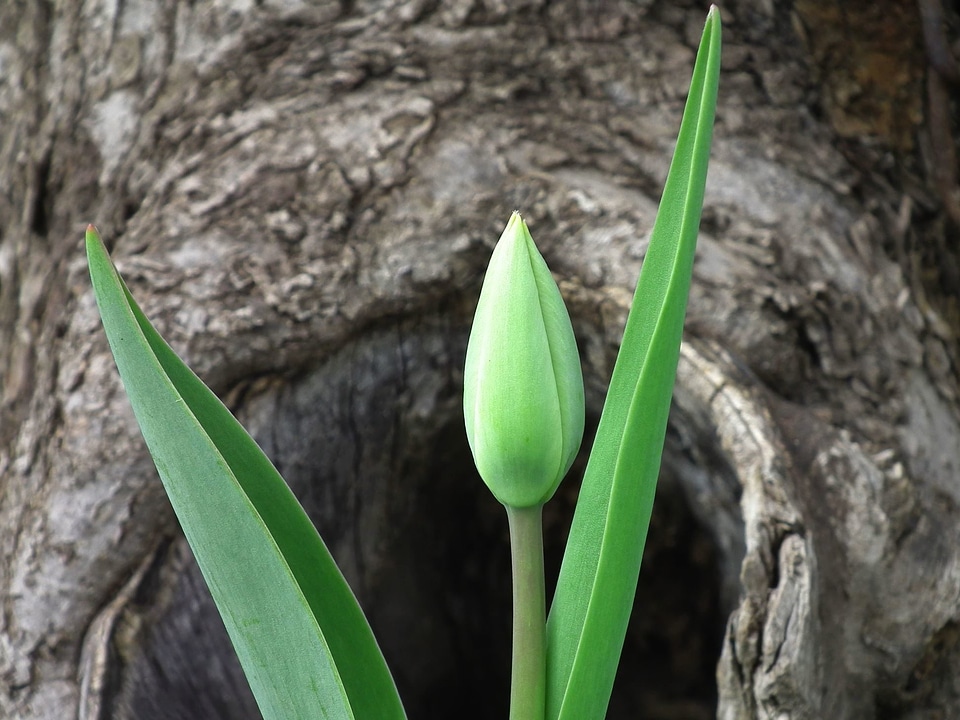 Flower Bud leaves trunk
