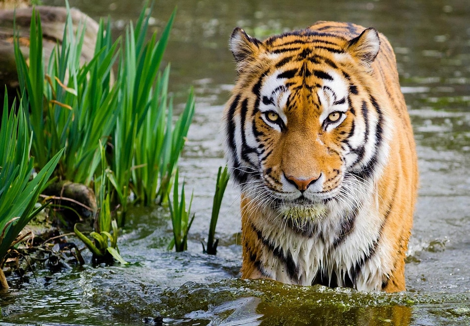 Nature portrait predator