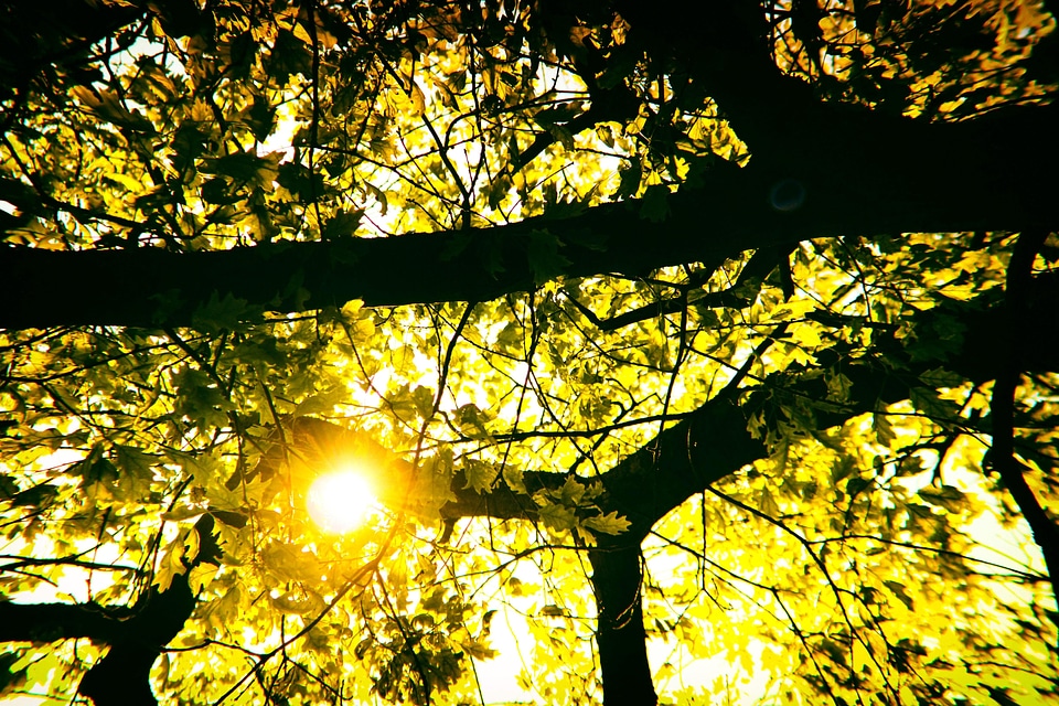 Forest leaves nature