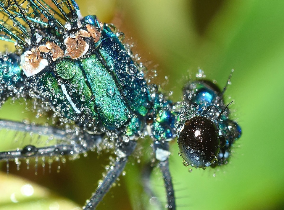 Animal beautiful photo insect