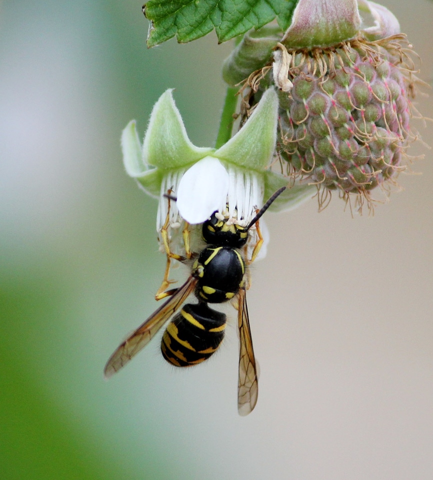 Flower sting spring