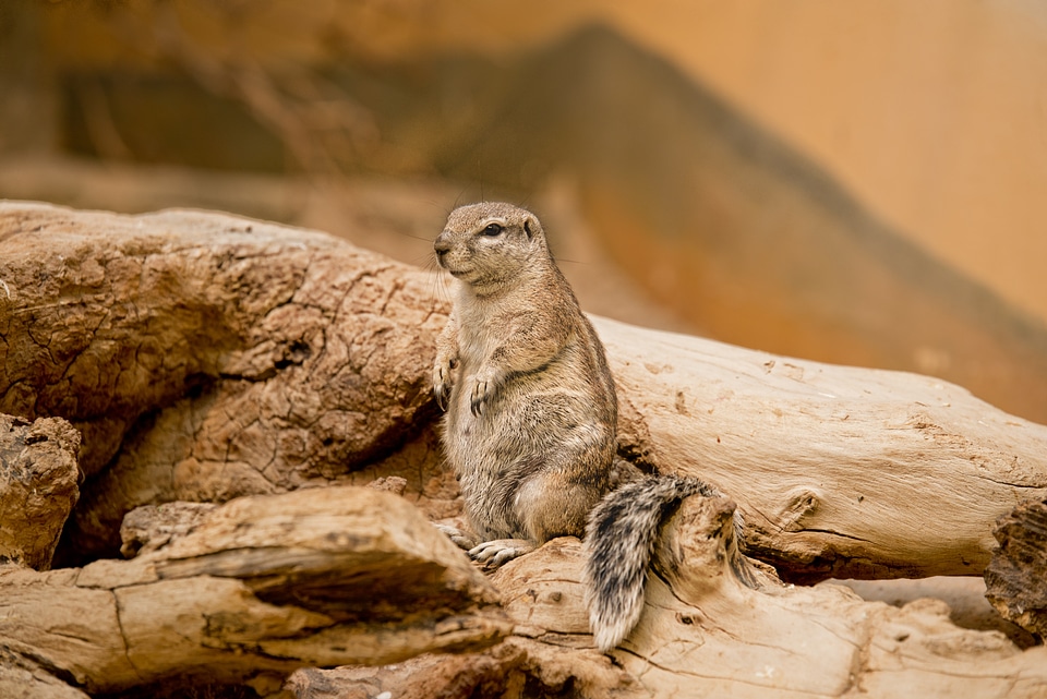 Watch look curious