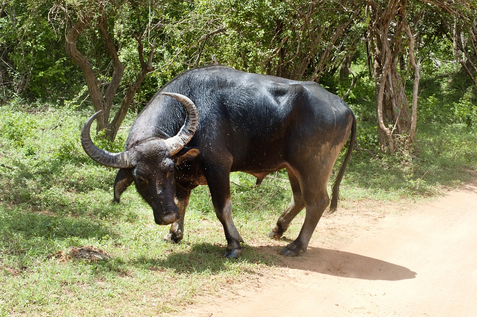 Animal big horn cows