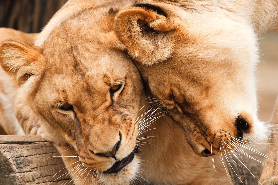 Animals beautiful photo cat