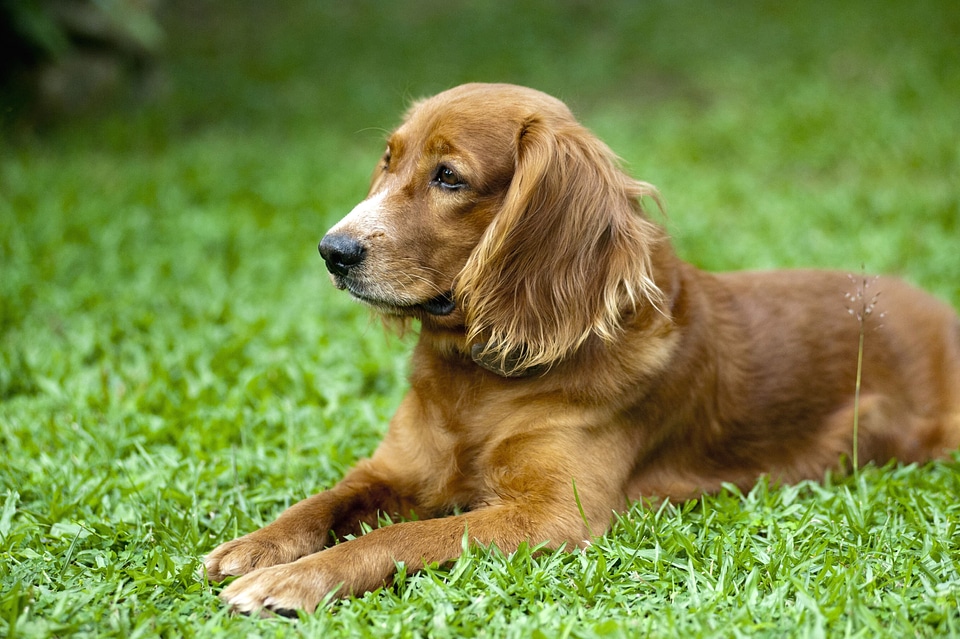 Beautiful Photo cute dog