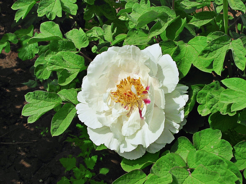 White flower flowers peony