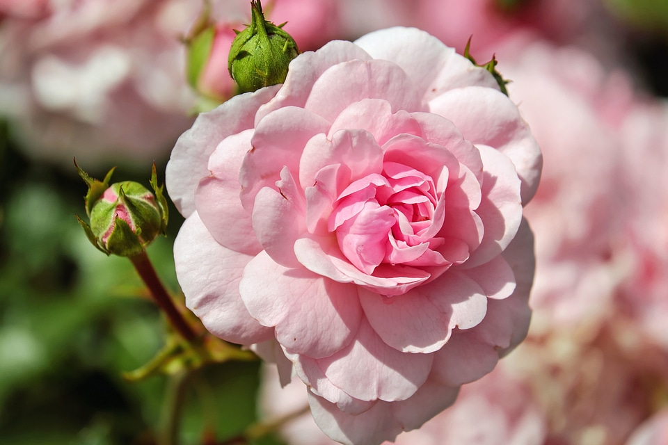Beautiful Photo bloom blooming