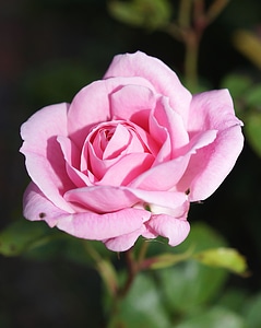 Bloom blossom flower garden