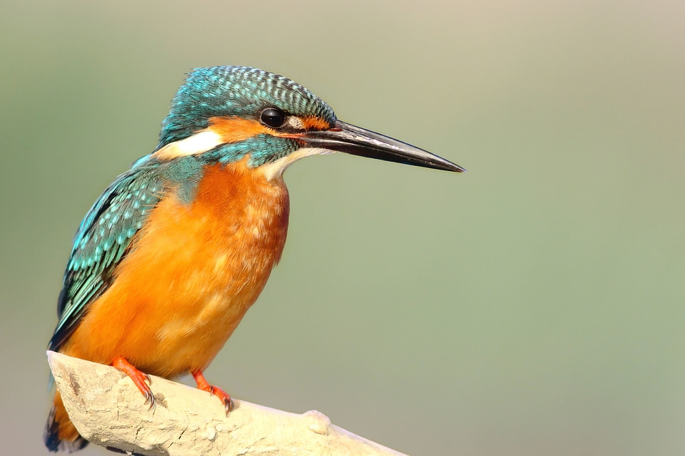 Animal beautiful photo bird