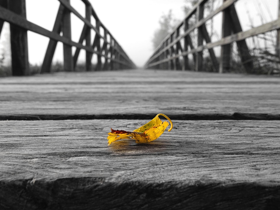 Art bridge leaf