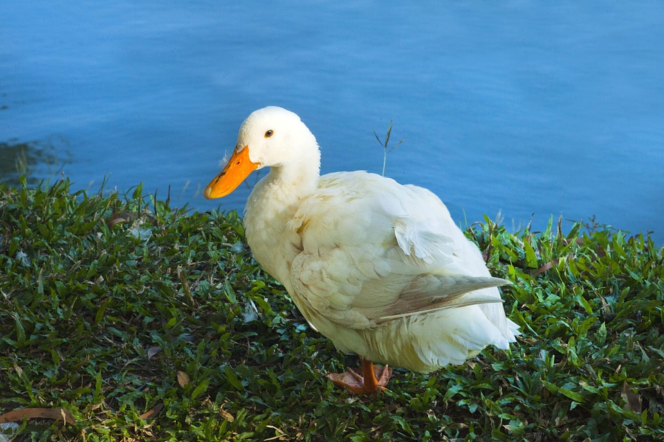 Animal duck feather
