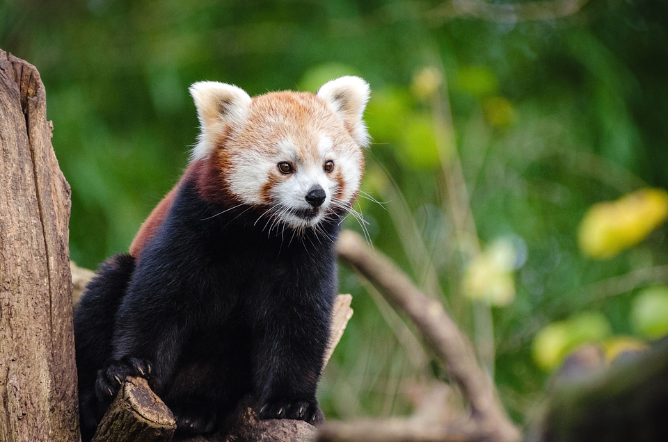 Animal bear fauna