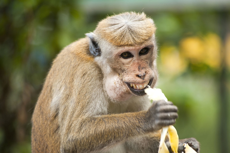 Animal banana beautiful photo