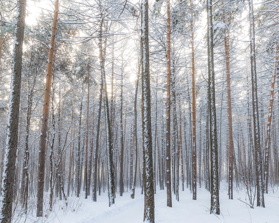 Forest snow winter