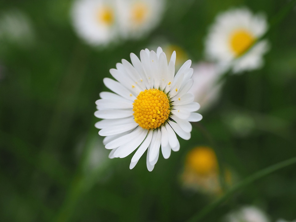 Beautiful Image beautiful photo flora
