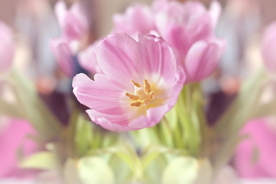 Bloom nature petals