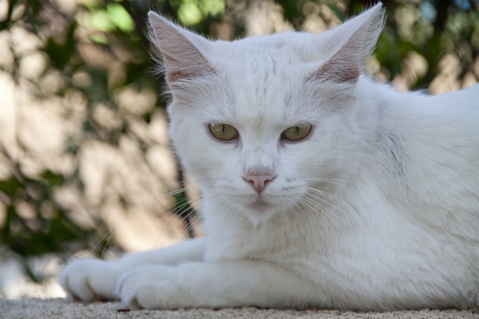 Cat's eyes animals mieze