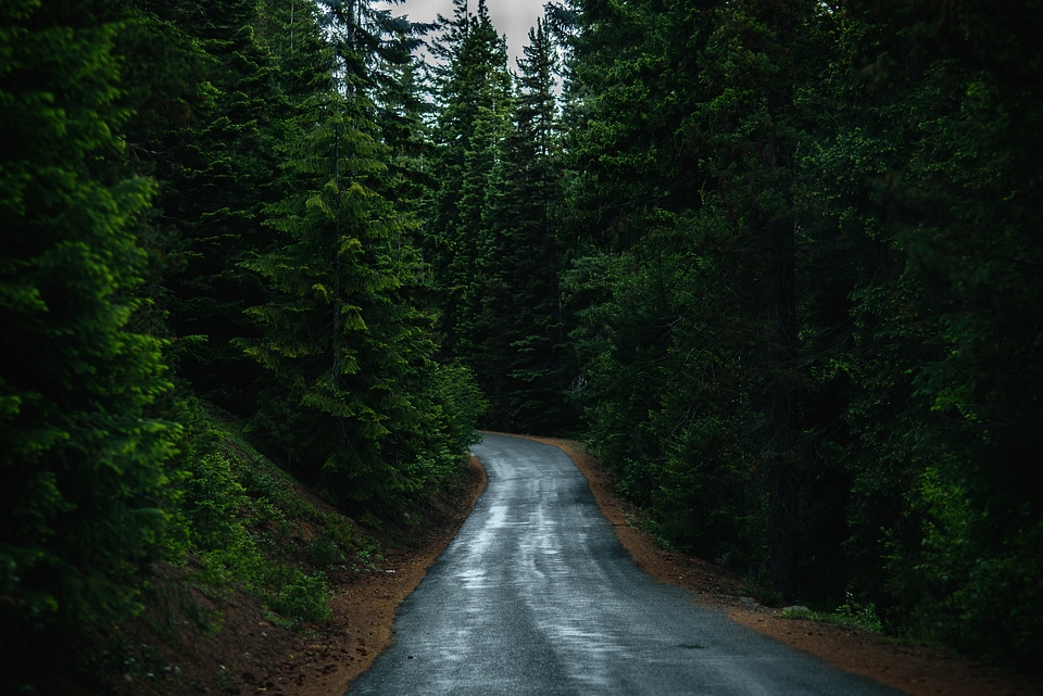 Forest road woods