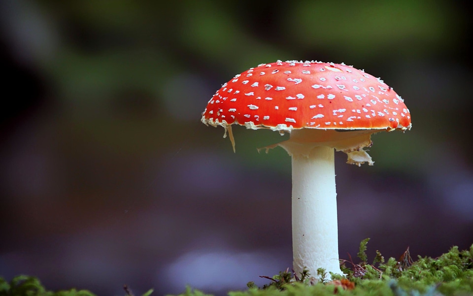 Beautiful Photo flora fungus