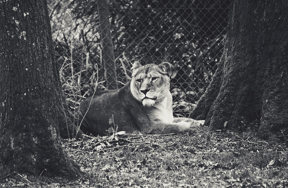 Animal black and white lion